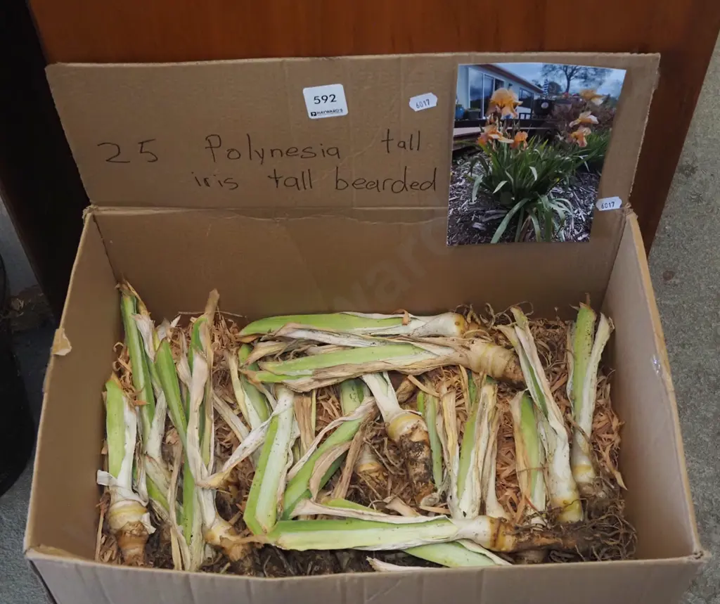 box; 5x Polynesian tall bearded irises Image 1++
