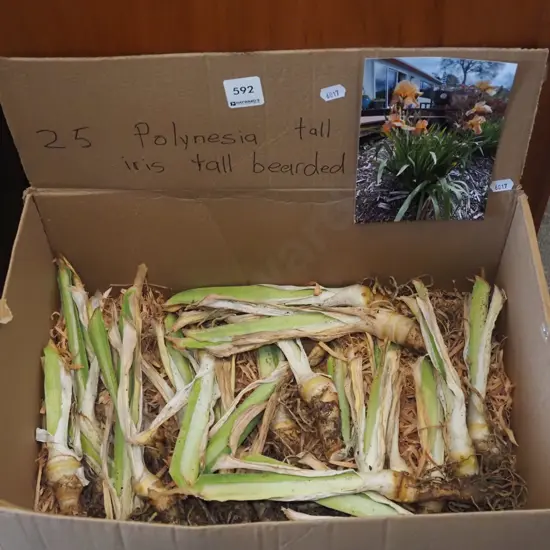 box; 5x Polynesian tall bearded irises