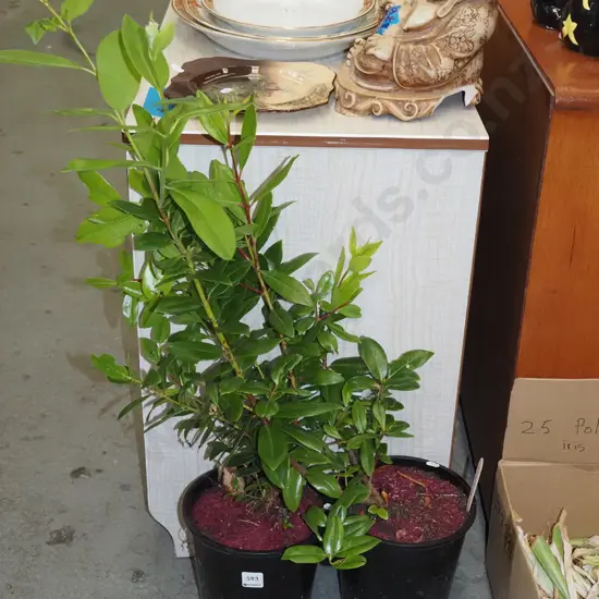2x tall potted pohutukawa