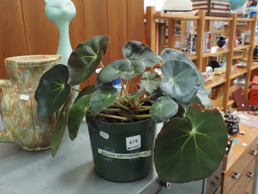 potted begonia erythrophylla Image 1++