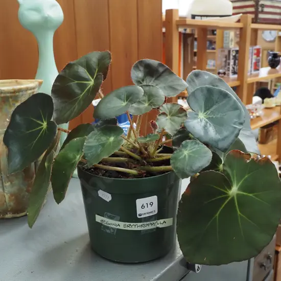 potted begonia erythrophylla