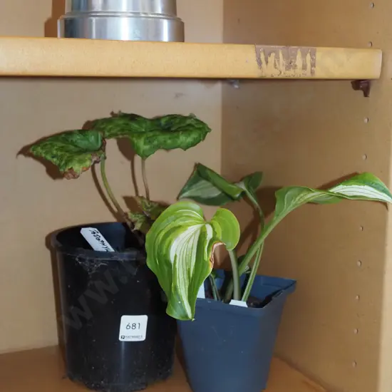potted podophyllum, potted hosta