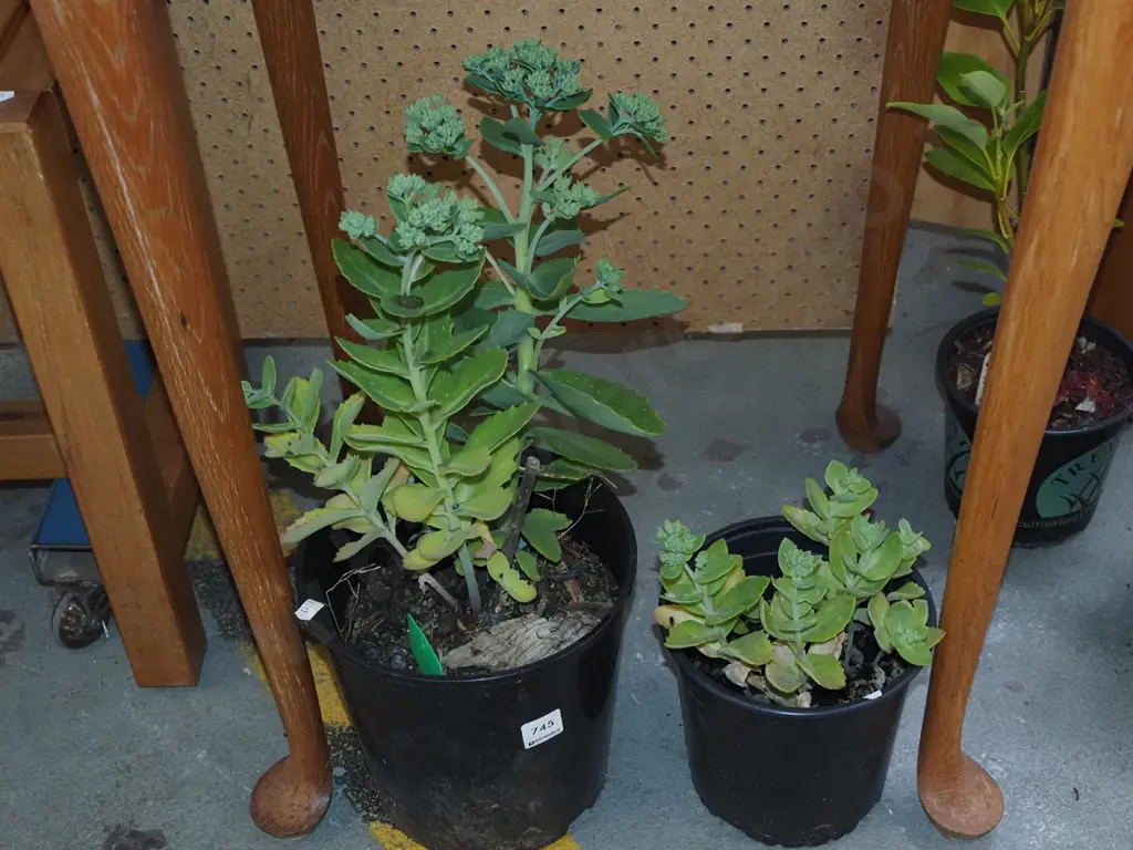 2x potted succulents Image 1++