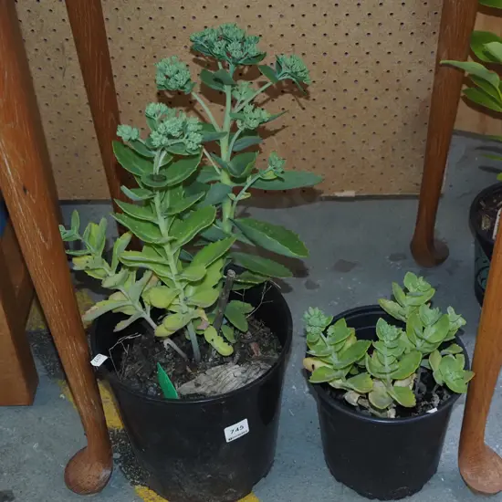 2x potted succulents