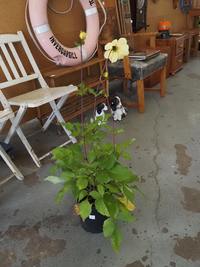 yellow potted dahlia Image 1++