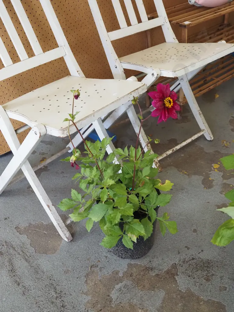 crimson potted dahlia Image 1++