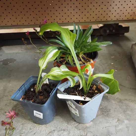 2x potted hosta, potted lewisia