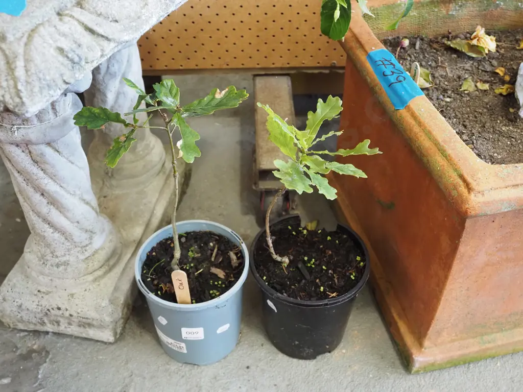 2x potted oak - small Image 1++