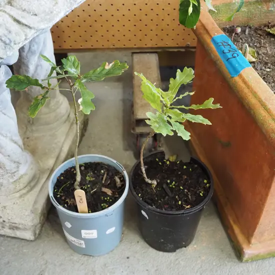 2x potted oak - small