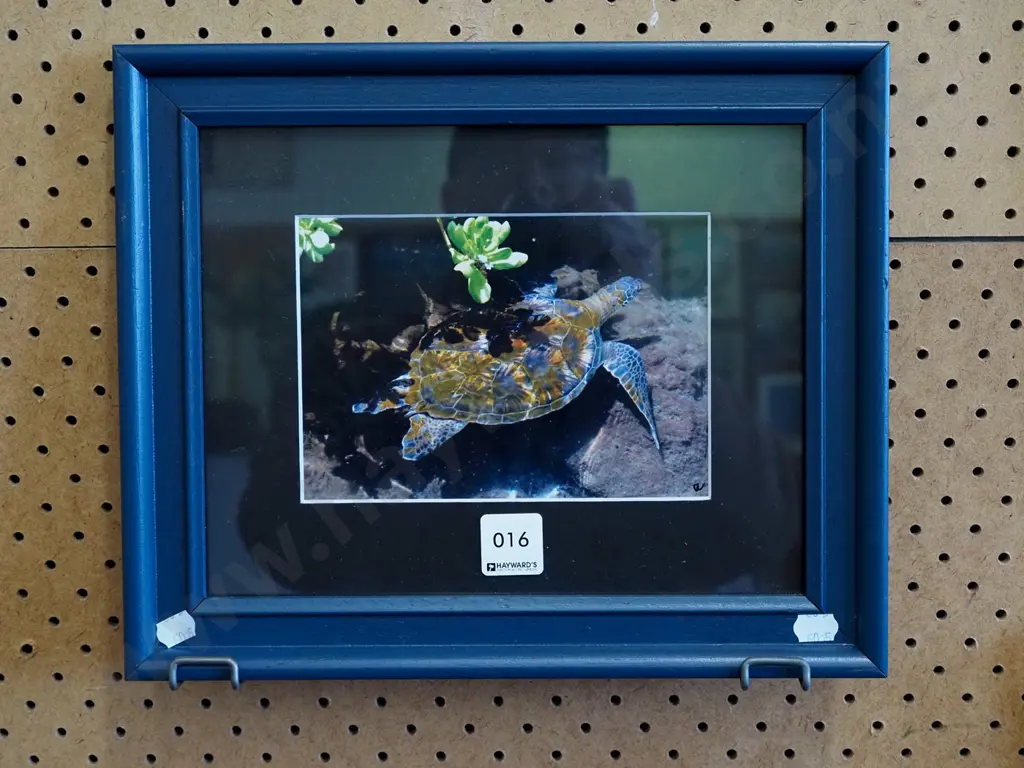 framed photo - turtle Image 1++