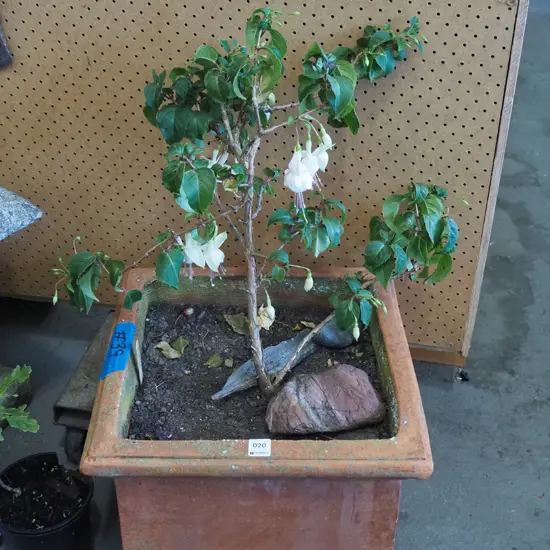 fuschia in terracotta planter Total H770