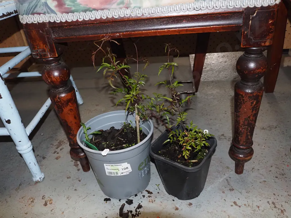 2x potted jasmine Image 1++