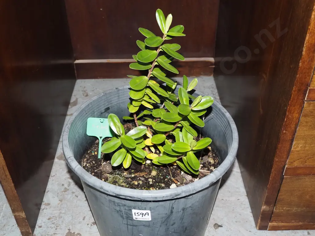 potted hebe Image 1++