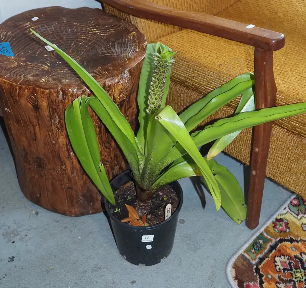 potted pineapple lily Image 1++