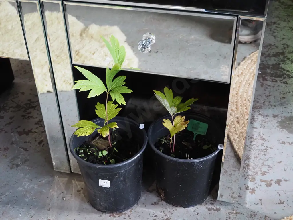  2x potted yellow tree peonies Image 1++