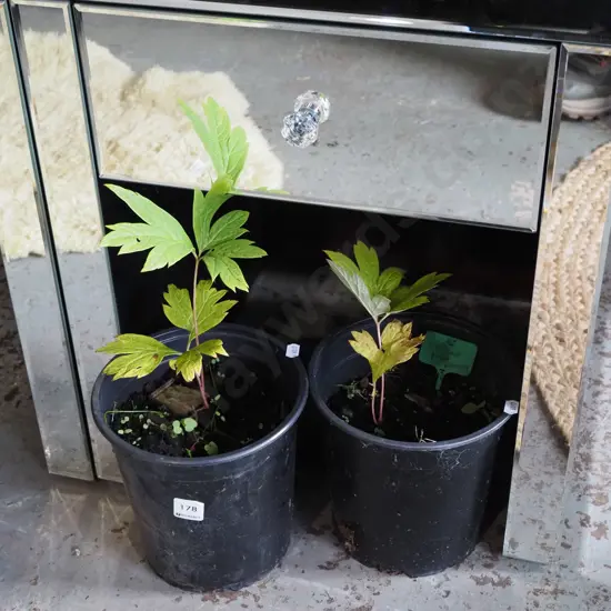  2x potted yellow tree peonies