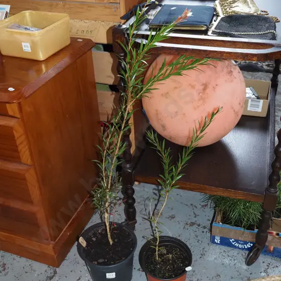 2x potted bottle brushes