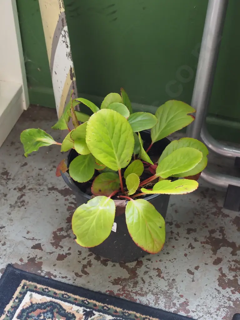 potted bergen Image 1++