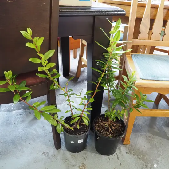 2x potted pohutukawa