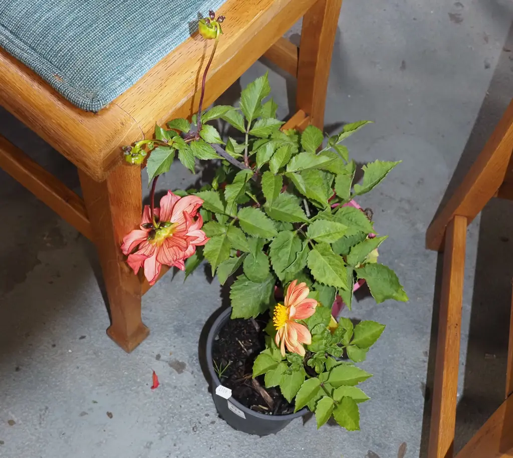 2x potted dahlias Image 1++