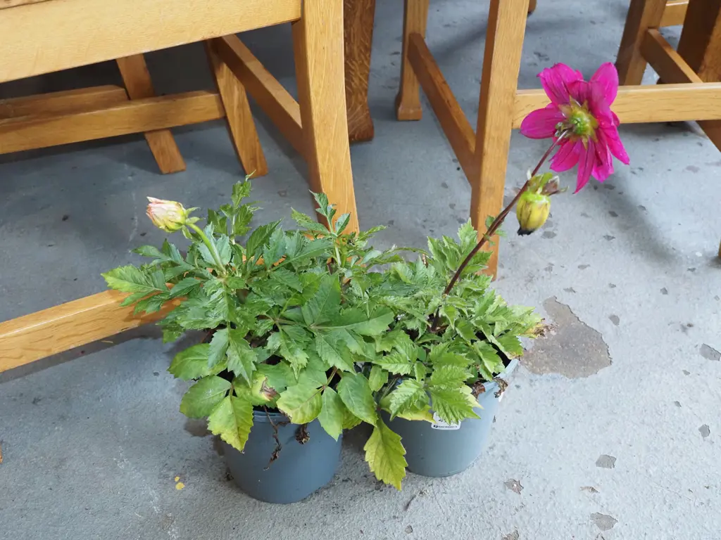 2x potted dahlias Image 1++