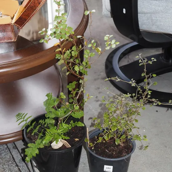 potted marble leaf, silver beech