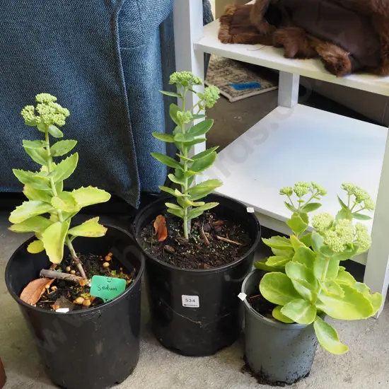 3x potted sedum