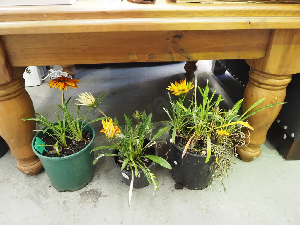 3x potted gazania Image 1++