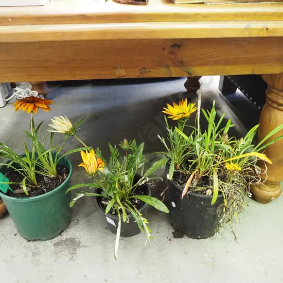 3x potted gazania