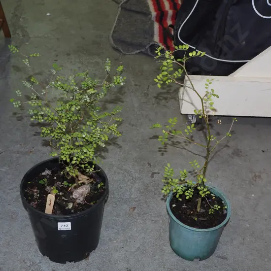 potted kowhai 2x