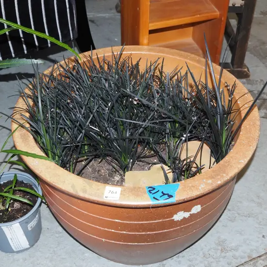 terracotta garden planter and mondo grass H320 Diam 480 planter