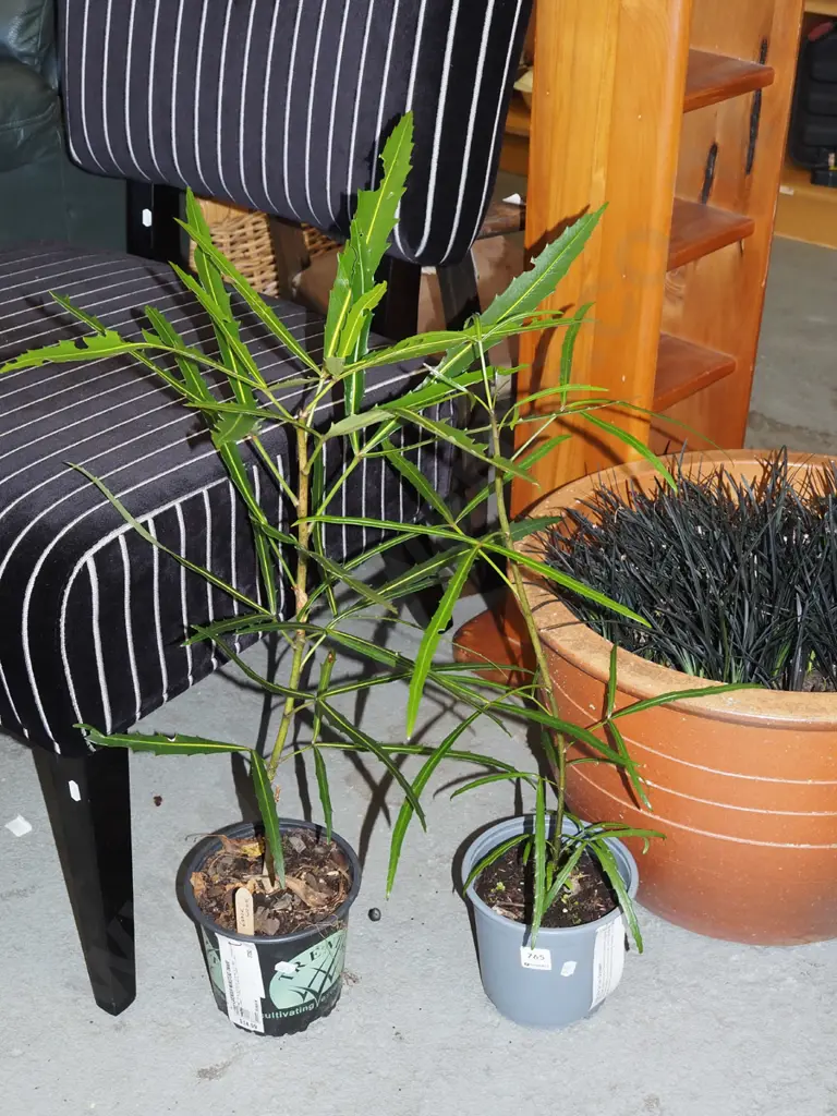 2x potted lancewoods Image 1++