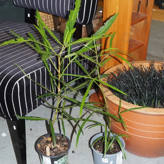 2x potted lancewoods