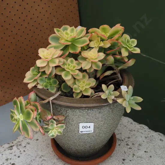 potted succulent