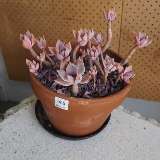 terracotta planter and succulents