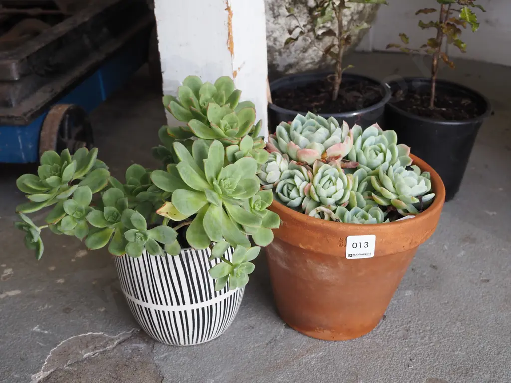 2x potted succulents Image 1++