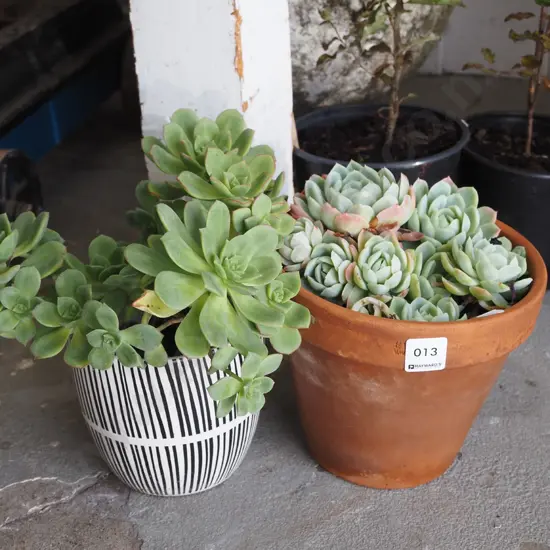 2x potted succulents