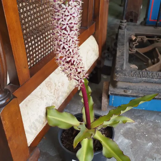 potted pineapple plant