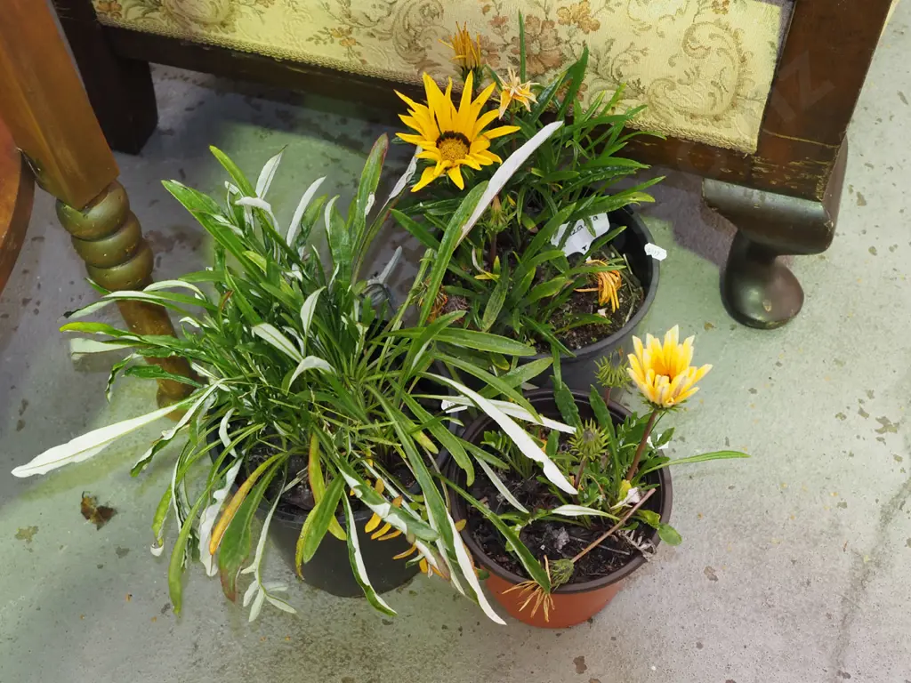 3x potted gazanias Image 1++