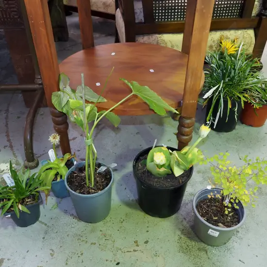 potted pineapple lily, lewisia pink, dragon arum vulgaris, thalictrum - meadow rue, blood lily