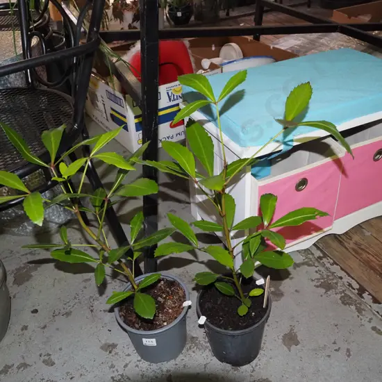 2x potted pseudopanax