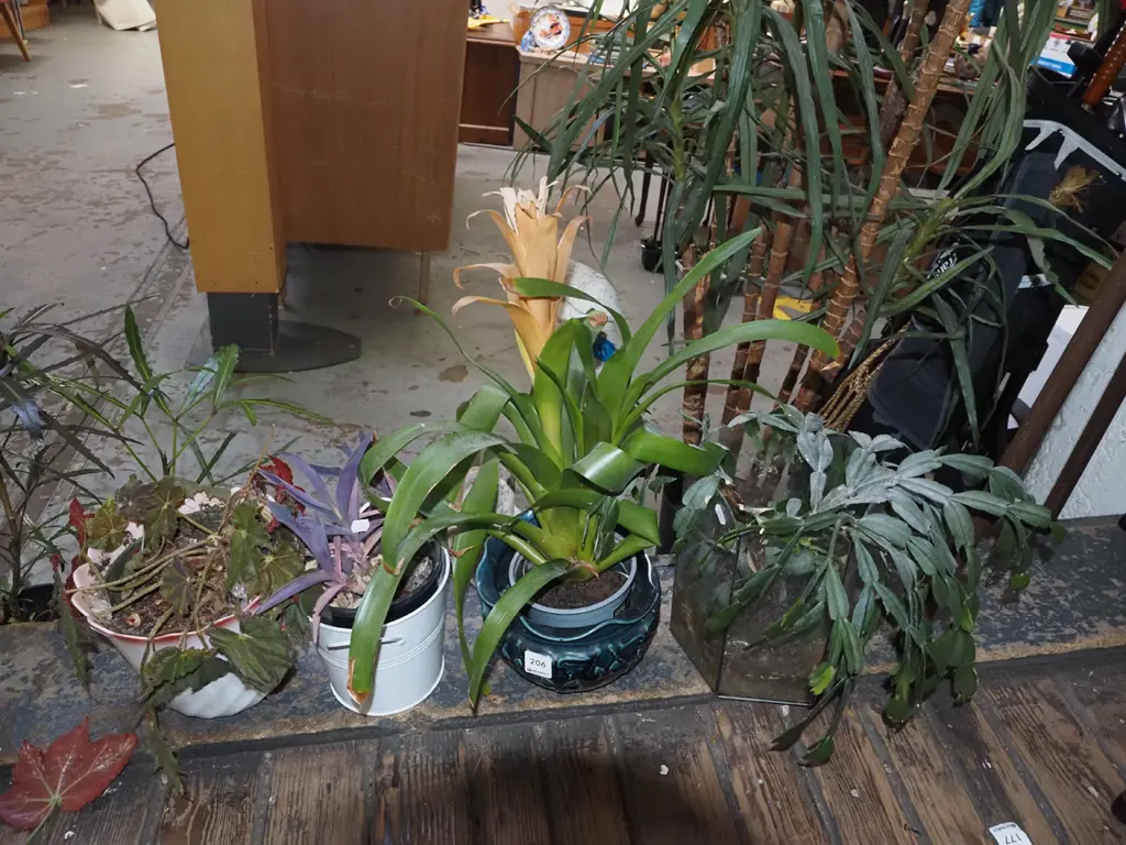 assorted indoor plants - bromeliad, cacti etc Image 1++