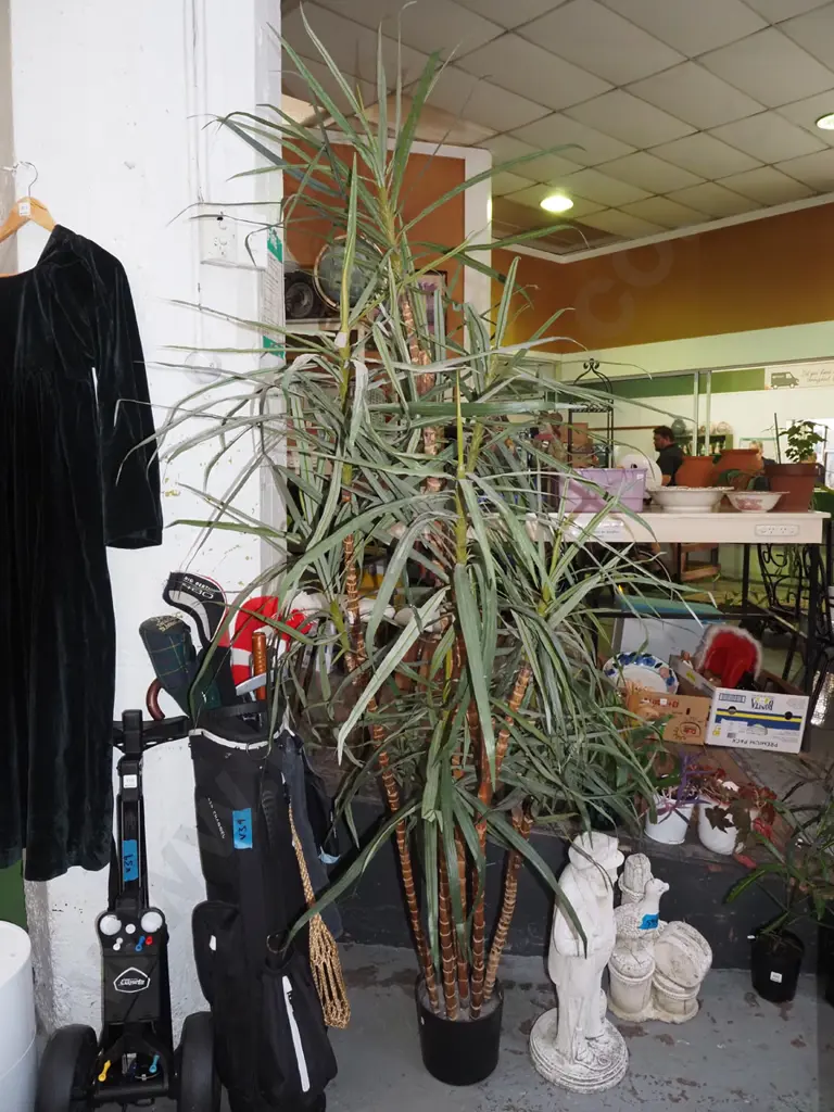 plastic indoor plant - dracena - dusty Overall H2200 Image 1++