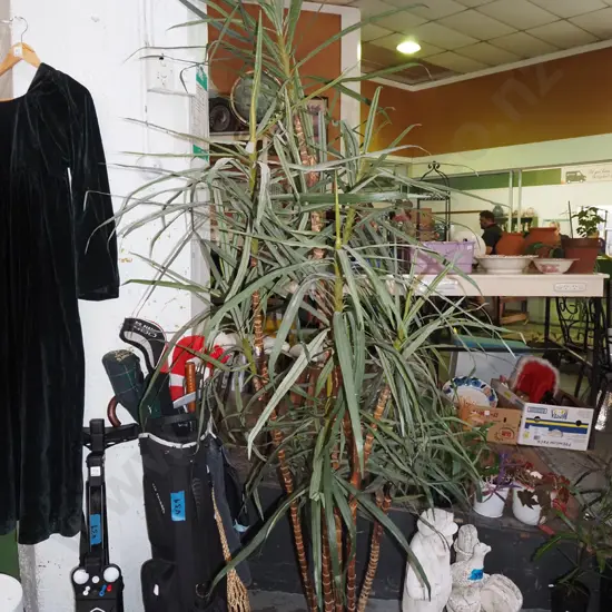 plastic indoor plant - dracena - dusty Overall H2200