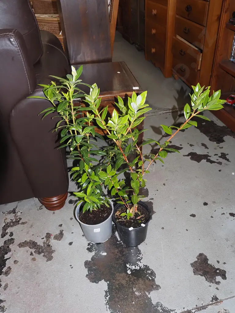 2x potted pohutukawa Image 1++