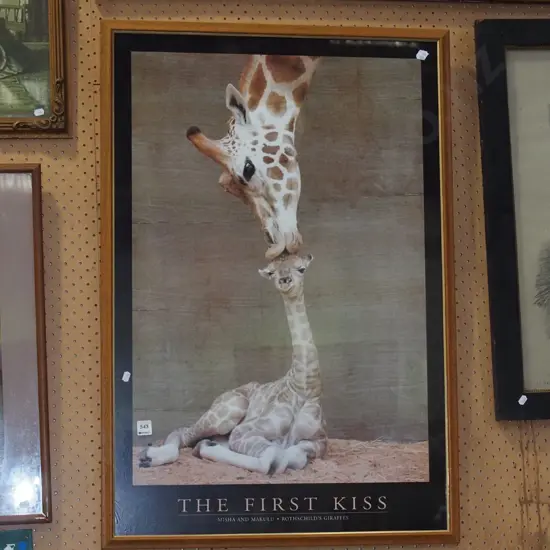 framed poster print - giraffes