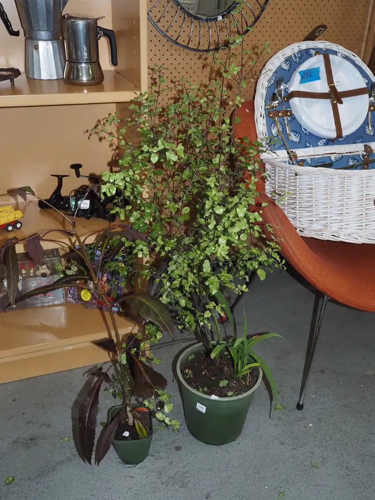 2x potted plants  Image 1++