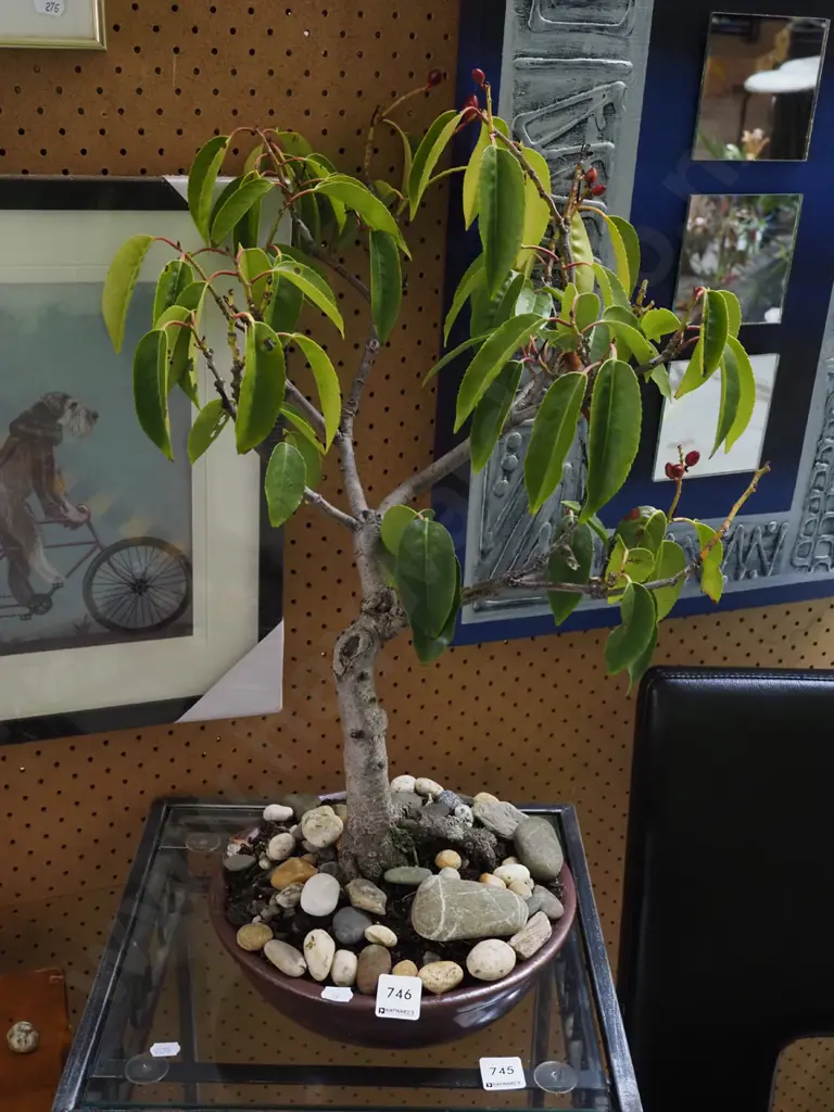 bonsai in planter H570 Image 1++