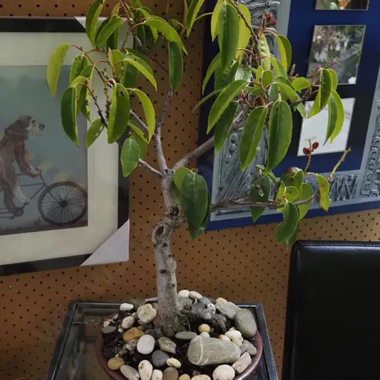 bonsai in planter H570