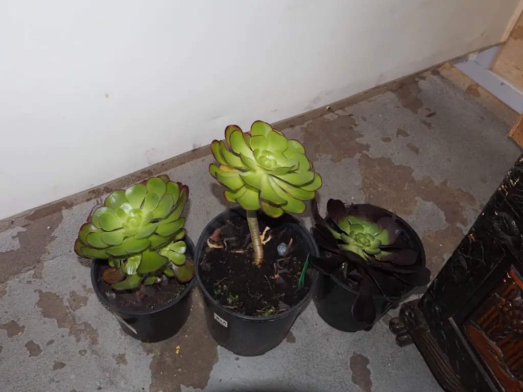 3 potted succulents Image 1++